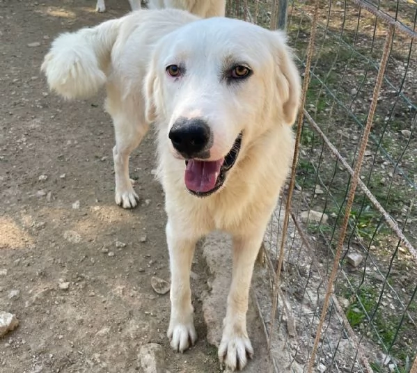 ADOTTA OSLO | Foto 1