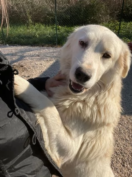 ADOTTA OSLO | Foto 0