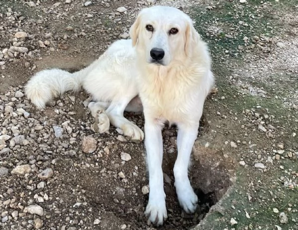 ADOTTA LUCKY | Foto 5