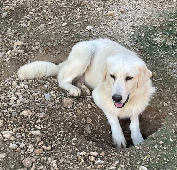 ADOTTA LUCKY | Foto 4