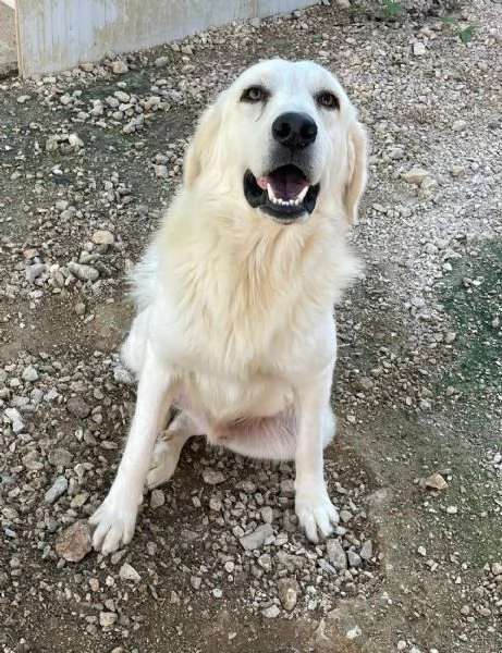 ADOTTA LUCKY | Foto 1