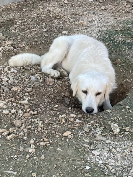 ADOTTA LUCKY | Foto 0