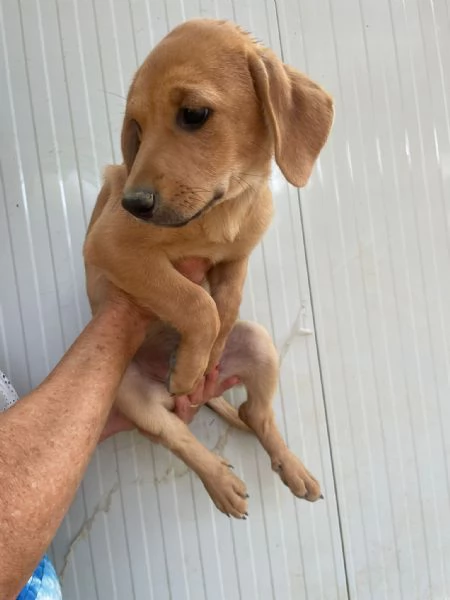 NEVADA SIMIL LABRADORINA | Foto 3