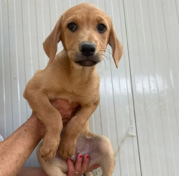NEVADA SIMIL LABRADORINA