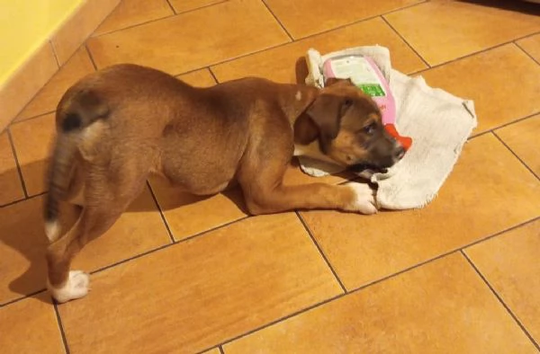 CUCCIOLO MIX PITT | Foto 3