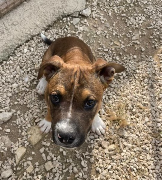 CUCCIOLO MIX PITT | Foto 6