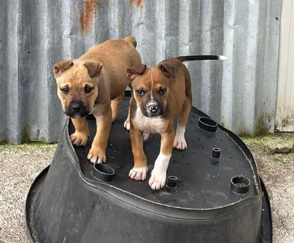 DUE SPLENDIDI FRATELLINI | Foto 1