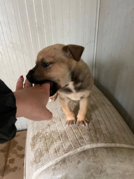 DUE SPLENDIDI FRATELLINI | Foto 1