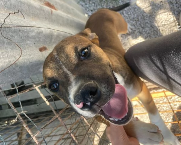 CUCCIOLO MIX PITT | Foto 0