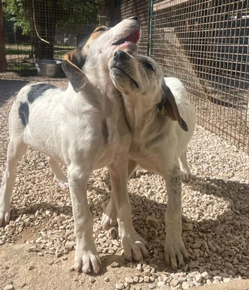 SOS SOS DOLCE CUCCIOLA | Foto 1