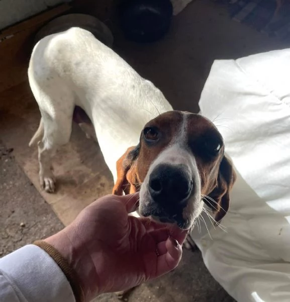 PENELOPE DOLCE SEGUGINA