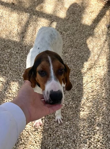 PENELOPE DOLCE SEGUGINA | Foto 4