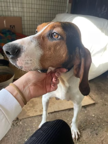 PENELOPE DOLCE SEGUGINA | Foto 3