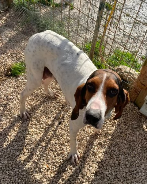 FANTASTICA SEGUGINA DA AMARE | Foto 3