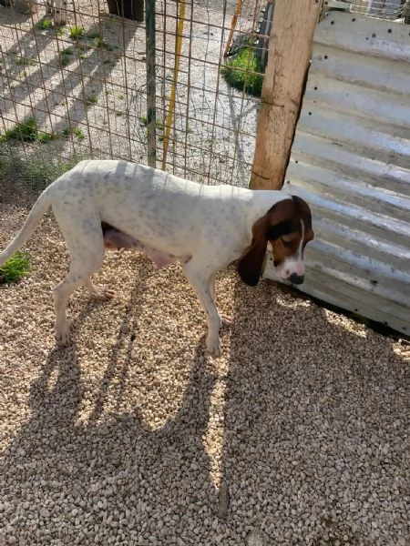 FANTASTICA SEGUGINA DA AMARE | Foto 1