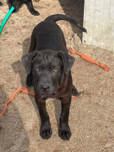 IL PICCOLO SIMON | Foto 2