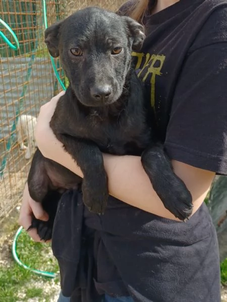 IL PICCOLO THEDORE | Foto 0