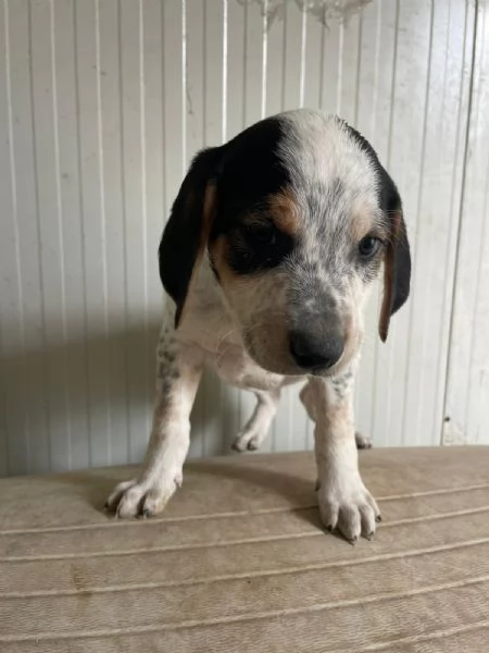 COSMO ASPETTA TE | Foto 6