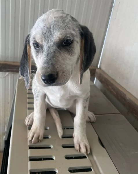 SIRYA ASPETTA TE | Foto 5