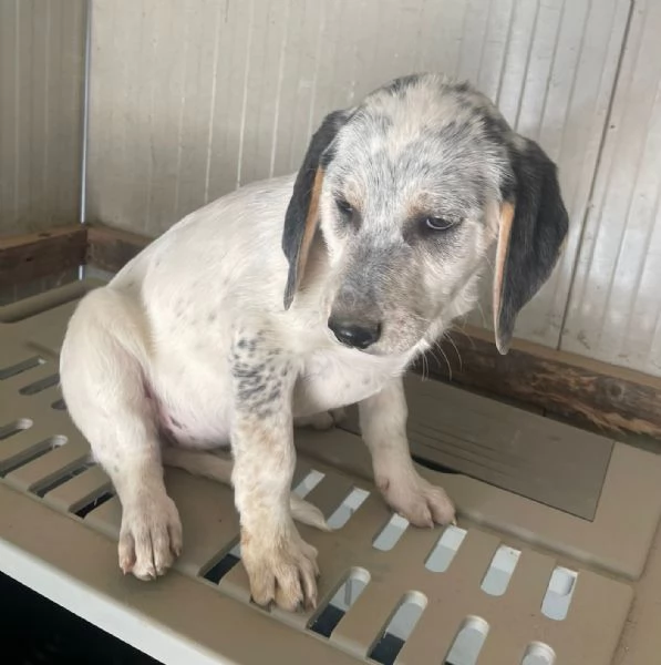 SIRYA ASPETTA TE | Foto 4