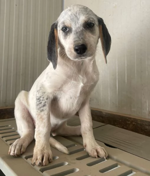 SIRYA ASPETTA TE | Foto 3