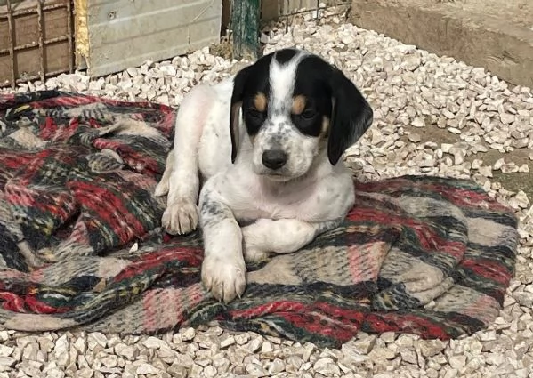 COSMO ASPETTA TE | Foto 0