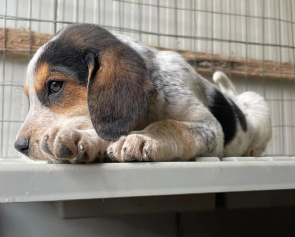 CLEMENTINA ASPETTA TE | Foto 3