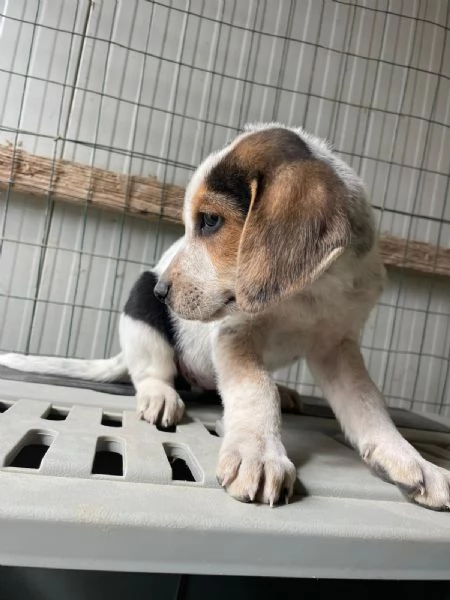 LA DOLCE CELIA | Foto 1