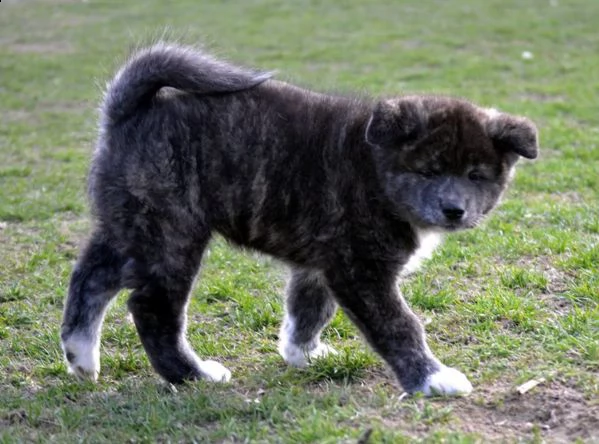 disponibile bellissime cucciole di akita americano | Foto 2