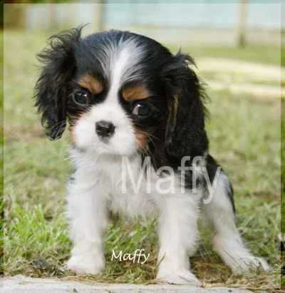 cuccioli cavalier king charles