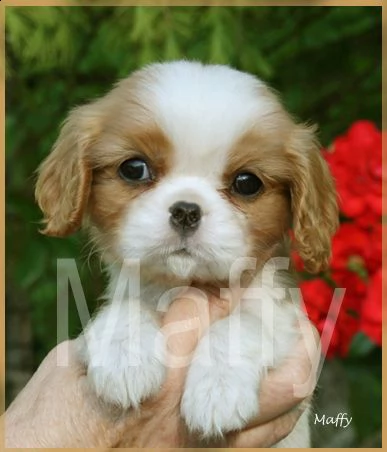 cuccioli cavalier king charles | Foto 2