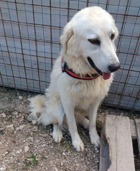 IL SORRISO DI LUCKY | Foto 4