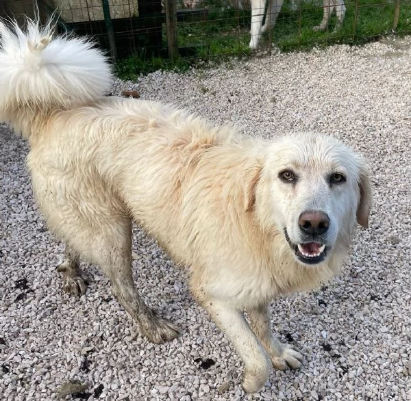 IL SORRISO DI LUCKY | Foto 1