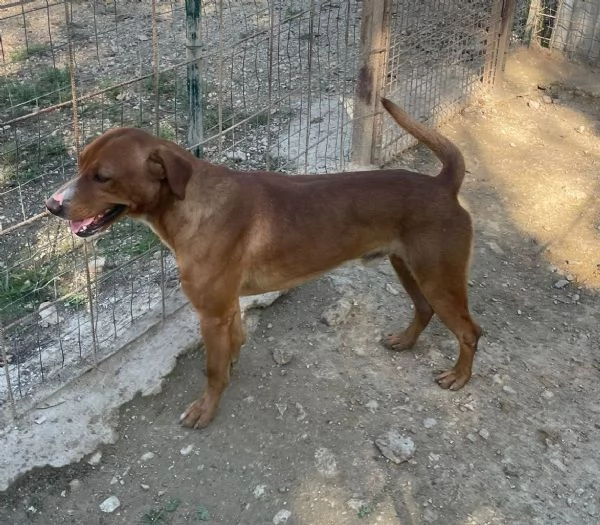 IL DOLCISSIMO CORFU | Foto 2