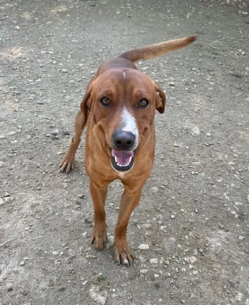 IL DOLCISSIMO CORFU | Foto 0