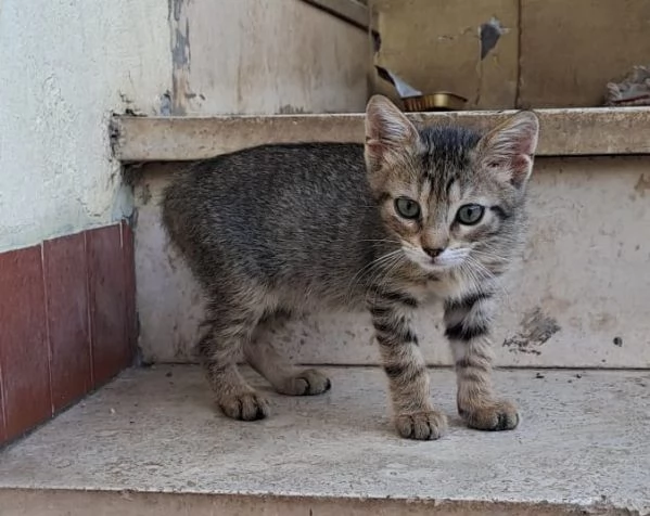 ADOTTA NEMO TENERO GATTINO | Foto 0