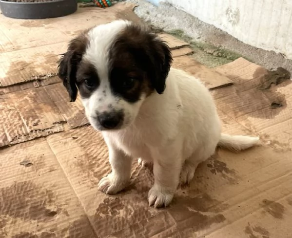 IL TENERO JACKY | Foto 3