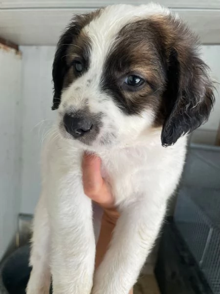 IL TENERO JACKY | Foto 1