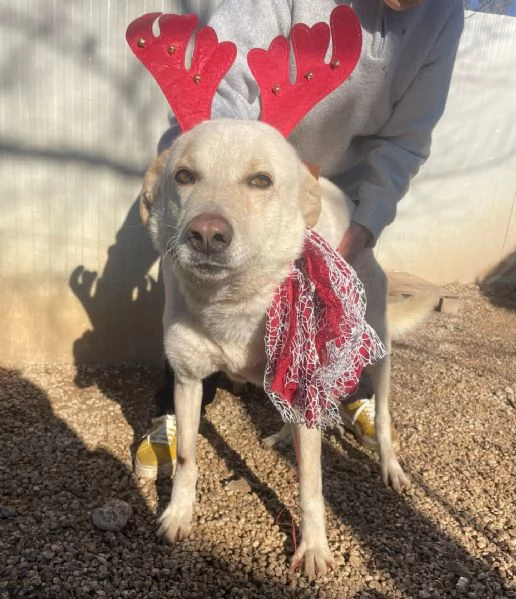 LA DOLCISSIMA SUSI | Foto 4