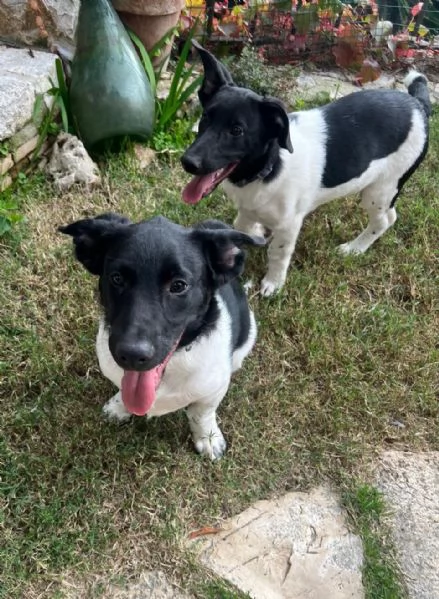 DUE DOLCI FRATELLINI | Foto 2