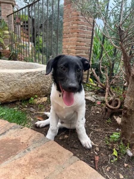 DUE DOLCI FRATELLINI | Foto 0