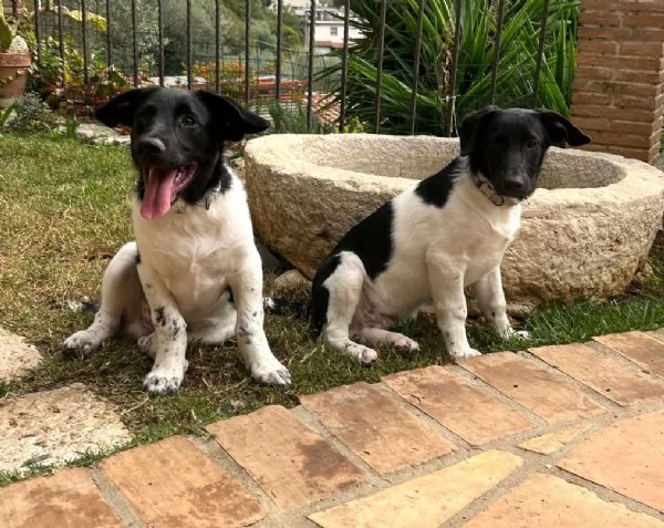DUE DOLCI FRATELLINI