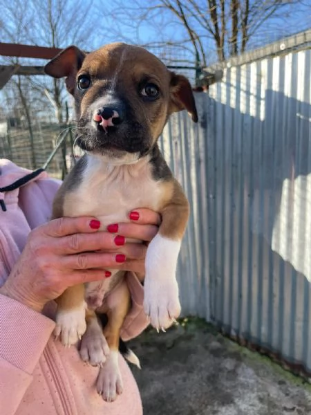 MUFFIN e CHOCO | Foto 0