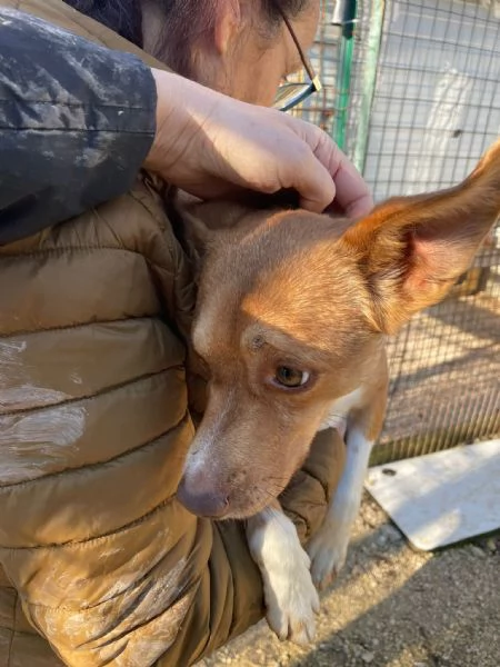 TAGLIA PICCOLA  CANGU | Foto 2