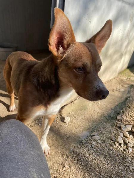 TAGLIA PICCOLA  CANGU | Foto 1