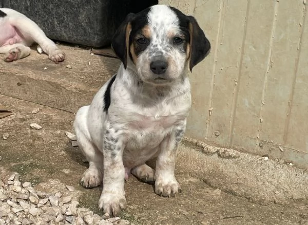 SPLENDIDO CUCCIOLOTTO  COSMO | Foto 4