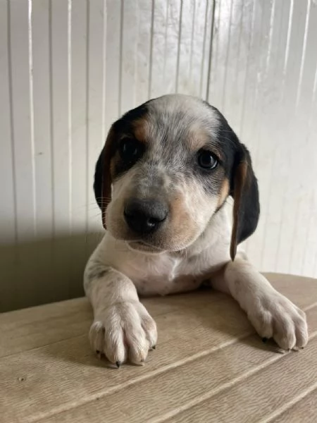 SPLENDIDO CUCCIOLOTTO  COSMO | Foto 1