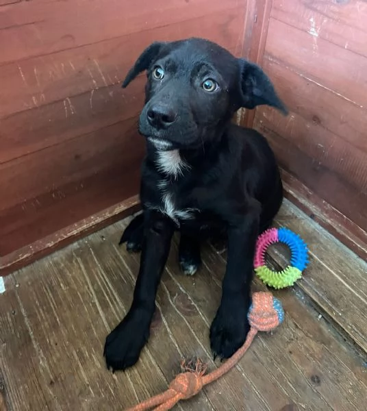 SPLENDIDO MIX LABRADORINO  ALVIN