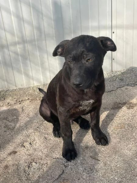 SPLENDIDO MIX LABRADORINO  SIMO | Foto 5