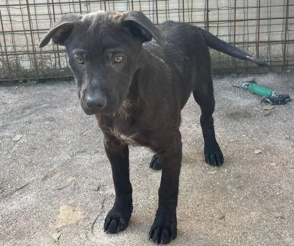 SPLENDIDO MIX LABRADORINO  SIMO | Foto 4